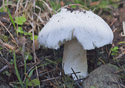 Russula brevipes